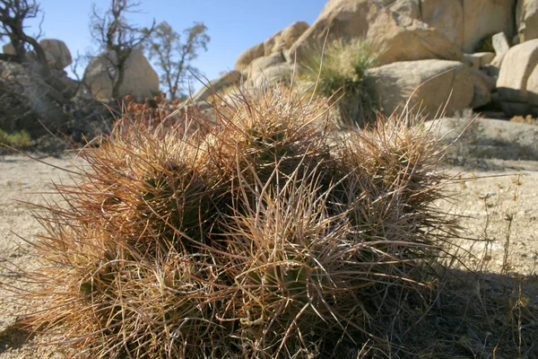 Кактуси Echinocreus Mojave Пустелі Джошуа Дерева Національний Парк Каліфорнії — стокове фото