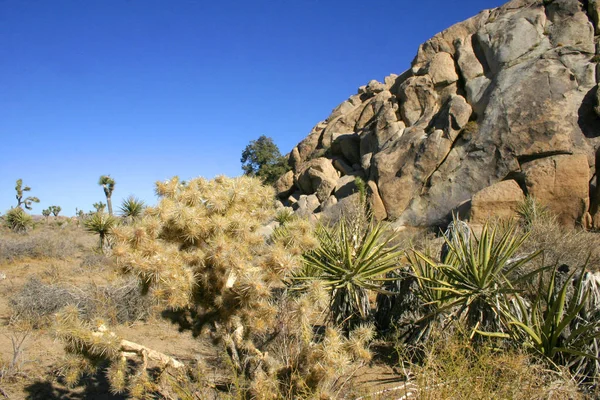 Joshua Tree Paysage Yucca Brevifolia Désert Mojave Joshua Tree National — Photo