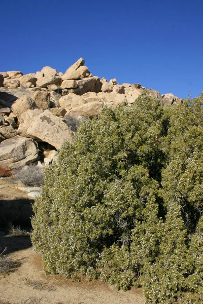 Bayas Frutas Enebro Desierto Mojave Parque Nacional Joshua Tree California —  Fotos de Stock