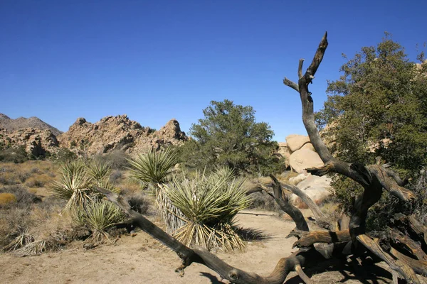 Roca Escalada Joshua Tree Grandes Rocas Yuca Brevifolia Mojave Desert —  Fotos de Stock