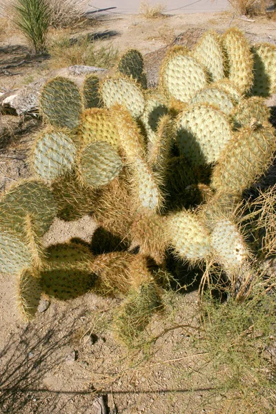Zsenília Fügekaktusz Kaktusz Opuntia Mojave Sivatag Joshua Tree National Park — Stock Fotó