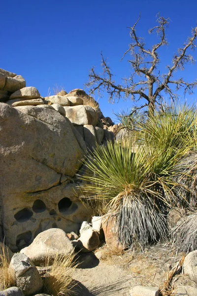 Joshua Tree Landscape Yucca Brevifolia Mojave Desert Joshua Tree National — Stock Photo, Image