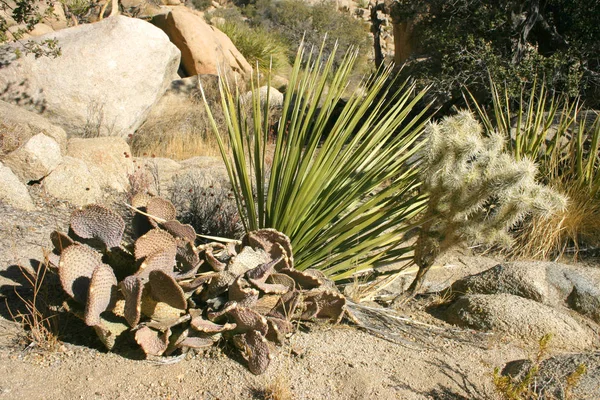 Rock Climb Hidden Valley Big Rocks Prickly Pear Cactus Mojave — Stock Photo, Image