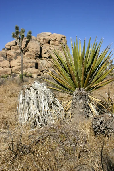 Joshua Tree Landscape Yucca Brevifolia Mojave Desert Joshua Tree National — Stock Photo, Image