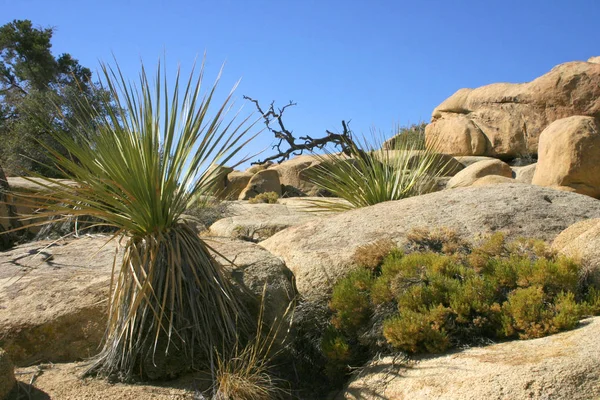 Рок Сходження Джошуа Дерева Великих Порід Юку Brevifolia Mojave Джошуа — стокове фото