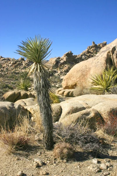 California Paisaje Yuca Brevifolia Mojave Desierto Joshua Tree Parque Nacional —  Fotos de Stock