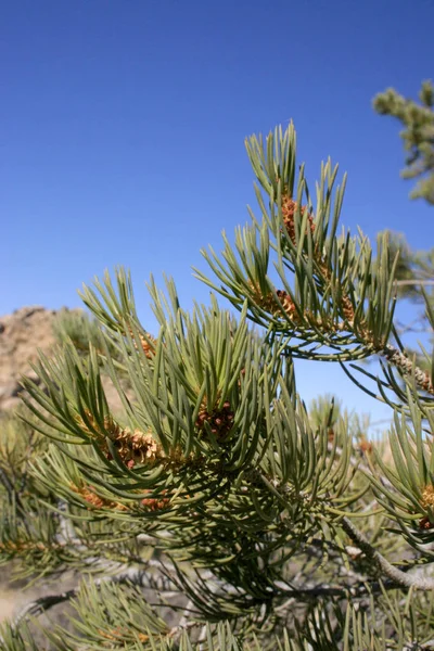 Pine Gren Mot Den Blå Himlen — Stockfoto