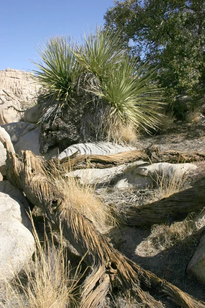 Joshua Tree Landskap Yucca Brevifolia Mojave Öknen Joshua Tree National — Stockfoto