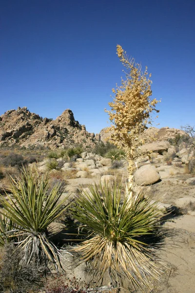 Yucca Nolina Bärgras Versteckt Tal Landschaft Mojave Wüste Joshua Tree — Stockfoto