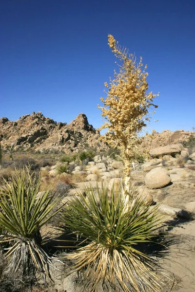 Yucca Nolina Beargrass Hidden Valley Paisagem Mojave Deserto Joshua Tree — Fotografia de Stock