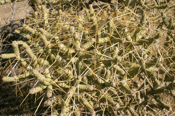 Rock Wznoszenia Joshua Tree Duże Skały Mojave Desert California Park — Zdjęcie stockowe