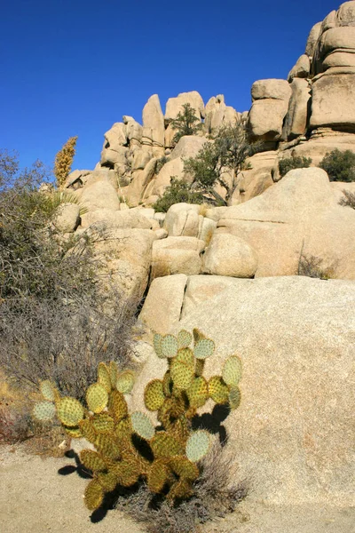 Скалолазание Скрытая Долина Большие Скалы Prickly Pear Cactus Mojave Desert — стоковое фото