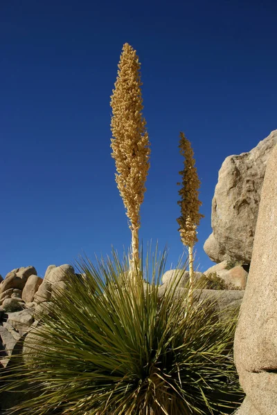 Nolina Oso Hierba Valle Oculto Paisaje Mojave Desierto Joshua Tree —  Fotos de Stock