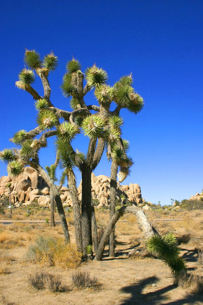 Rock Climb Joshua Tree Big Rocks Yucca Brevifolia Mojave Desert Joshua Tree National Park California