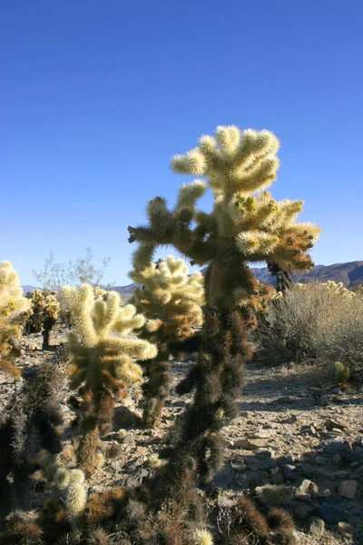 Cholla Kaktüs Garden Joshua Tree National Park — Stok fotoğraf