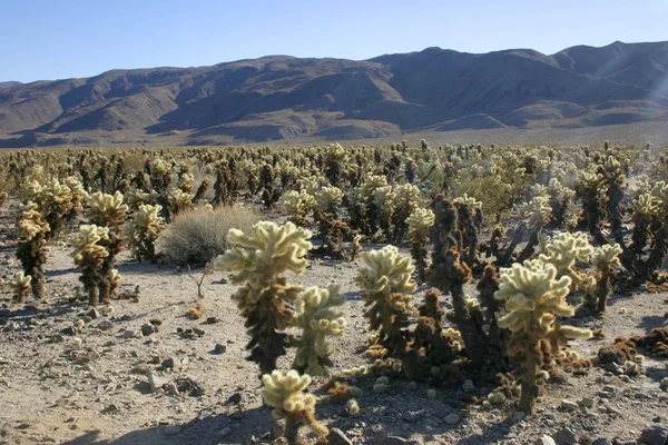 Jardin Cholla Cactus Dans Parc National Joshua Tree — Photo