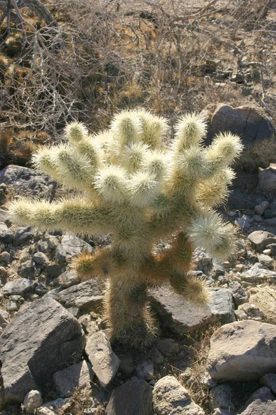 Cholla Kaktusz Kert Joshua Tree Nemzeti Park — Stock Fotó