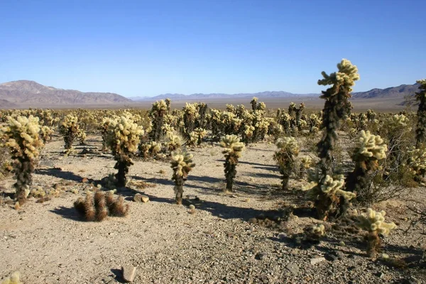 Jardin Cholla Cactus Dans Parc National Joshua Tree — Photo