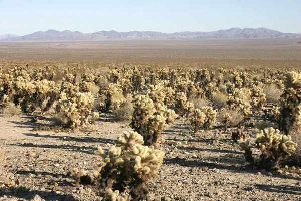 Jardin Cholla Cactus Dans Parc National Joshua Tree — Photo