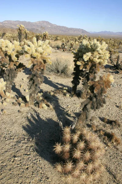 Jardin Cholla Cactus Dans Parc National Joshua Tree — Photo