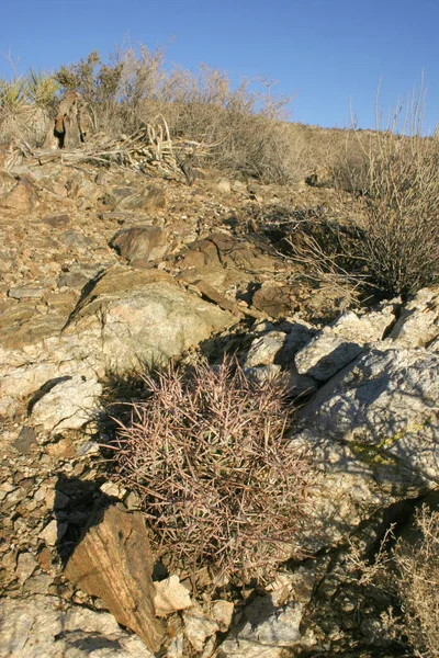 Echinocactus Polycephalus More Plants Growing Slopes — Stock Photo, Image