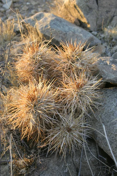 Grupo Cactos Entre Pedras Echinocereus Engelmanii Mojave Desert Joshua Tree — Fotografia de Stock