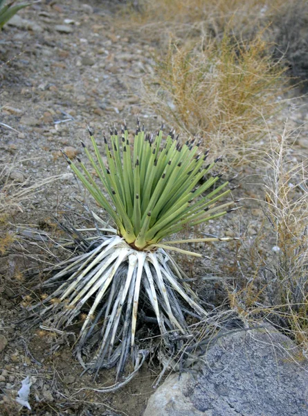 Joshua Tree Paisagem Yucca Brevifolia Mojave Deserto Joshua Tree National — Fotografia de Stock