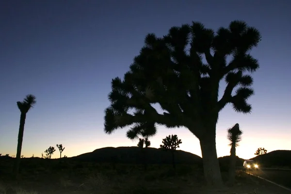 Joshua Tree Landskap Yucca Brevifolia Mojave Öknen Joshua Tree National — Stockfoto
