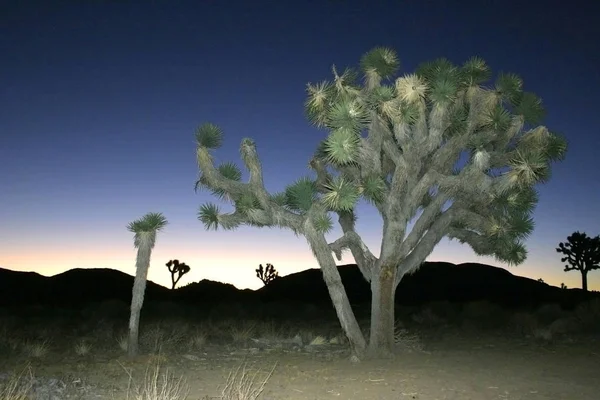 Joshua Tree Landscape Yucca Brevifolia Mojave Desert Joshua Tree National — Stock Photo, Image