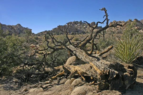 Şaşırtıcı Doğa Joshua Tree National Kuru Mojave Desert Kaliforniya Parçası — Stok fotoğraf
