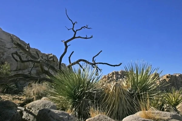 Kalifornie Joshua Tree Krajina Yucca Brevifolia Mohavské Pouště Joshua Tree — Stock fotografie