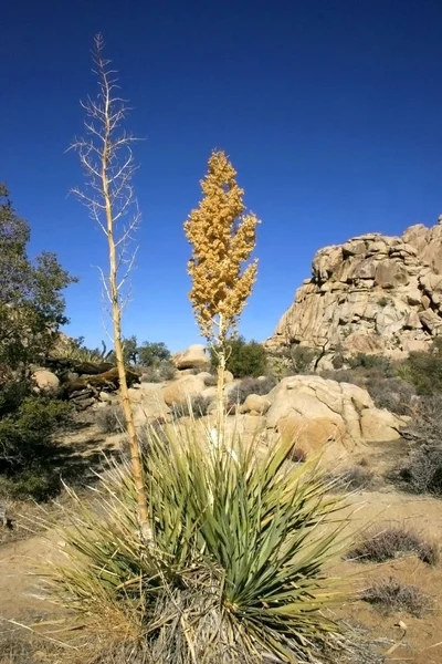 Nolina Beargrass Gizli Vadi Peyzaj Mojave Desert Joshua Tree National — Stok fotoğraf