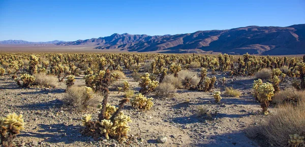 Cholla Κάκτος Κήπος Ηλιοβασίλεμα Mojave Desert Joshua Δέντρο Εθνικό Πάρκο — Φωτογραφία Αρχείου