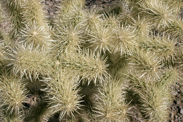 オルガン パイプの国立公園 アリゾナ 全羅道サボテン園 Cylindropuntia Bigelovii — ストック写真