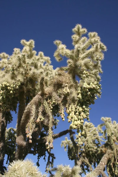 Organ Pipe National Park Arizona Cholla Cactus Garden Cylindropuntia Bigelovii — Stock Photo, Image