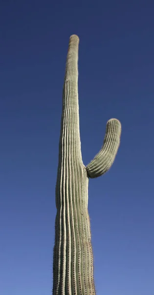 Orgelpfeifen Nationalpark Arizona Großer Kaktus Carnegiea Gigantea Der Wüste — Stockfoto