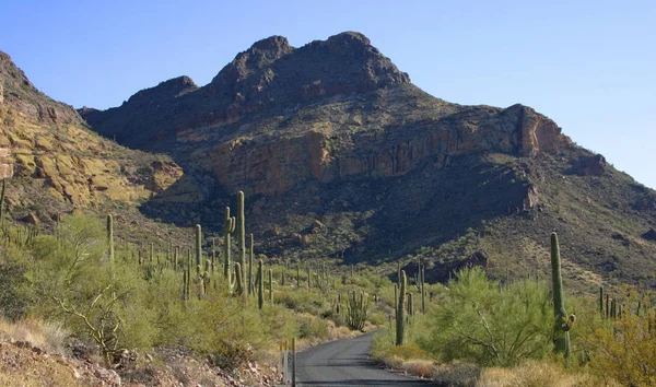 Organ boru Milli Parkı, Arizona - büyük kaktüs Carnegiea kızgözü çölde