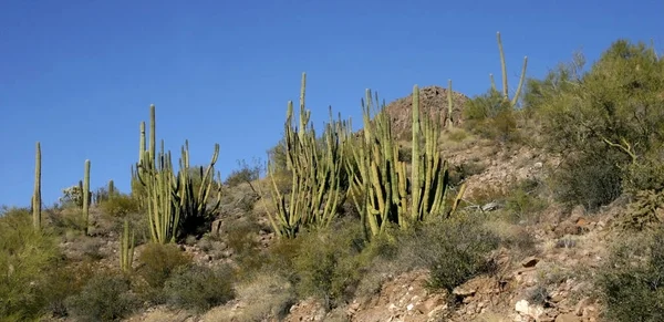 Orgelpfeifen Nationalpark Arizona Gruppe Großer Kakteen Vor Blauem Himmel Stenocereus — Stockfoto