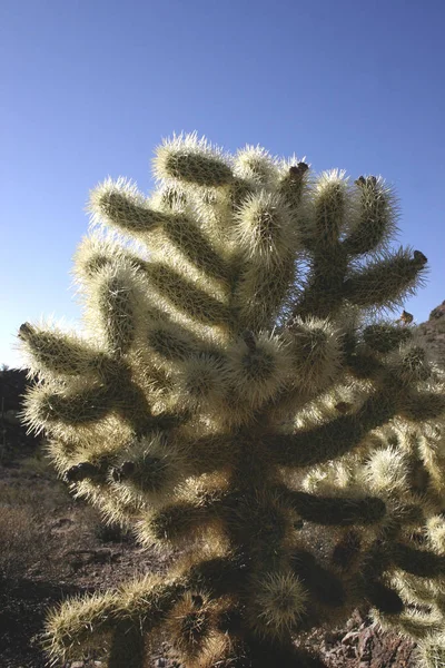 Parque Nacional Pipa Órganos Arizona Jardín Cactus Cholla Cylindropuntia Bigelovii —  Fotos de Stock