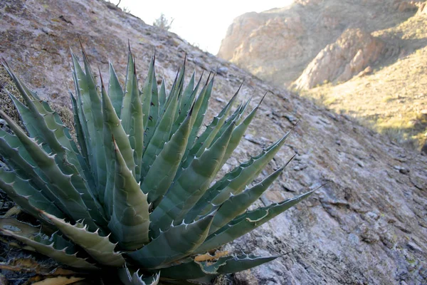 Park Narodowy Rury Narządów Arizona Agava Piękne Pustyni Niebie — Zdjęcie stockowe