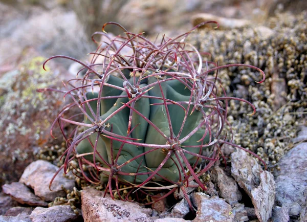 Orgel Pijp Nationaalpark Arizona Jonge Planten Ferocactus Met Rode Stekels — Stockfoto