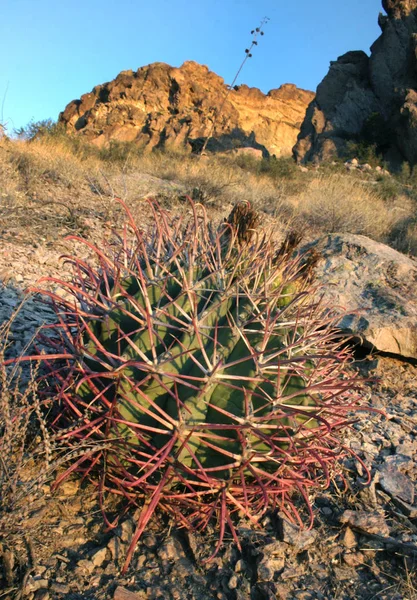 Όργανο Σωλήνων Εθνικό Πάρκο Αριζόνα Νεαρά Φυτά Ferocactus Κόκκινα Αγκάθια — Φωτογραφία Αρχείου