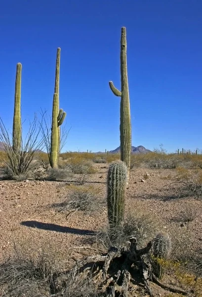 Орган Труби Національний Парк Арізона Група Великих Кактусів Блакитному Небі — стокове фото