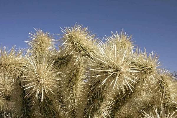 Орган Труби Національний Парк Арізоні Кактус Сад Cholla Cylindropuntia Bigelovii — стокове фото