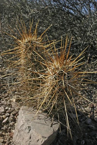 Orgelpfeifen Nationalpark Arizona Nicholigel Kaktus Echinocereus Mojavensis — Stockfoto