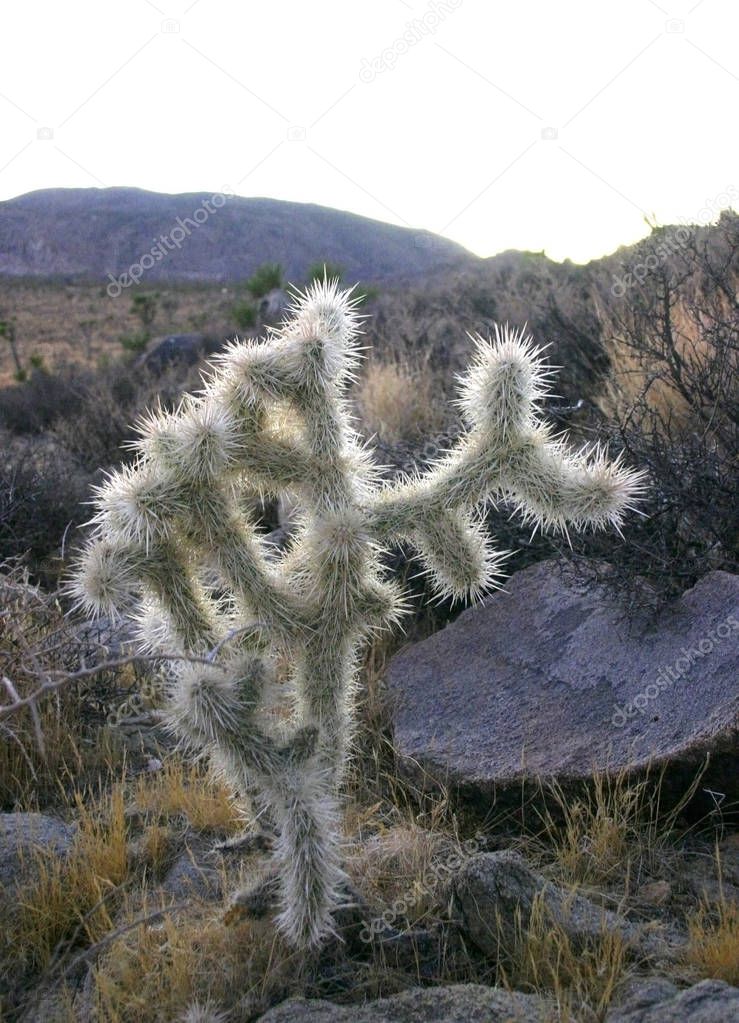 A teddy bear cholla cactus in the California desert