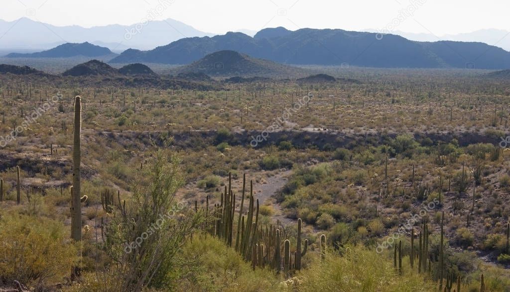 Organ pipe national park, Arizona - group of large cacti against a blue sky (Stenocereus thurberi, Carnegiea gigantea)