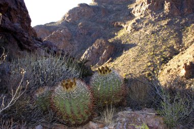 Organ boru Milli Parkı, Arizona - büyük bitkiler ferocactus kırmızı dikenleri Kancalı