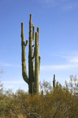 Organ boru Milli Parkı, Arizona - büyük kaktüs Carnegiea kızgözü çölde