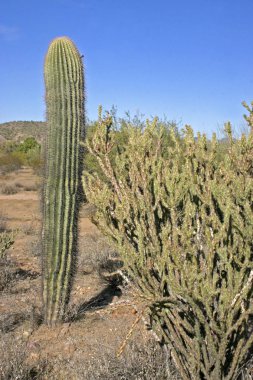 Organ boru Milli Parkı, Arizona - büyük kaktüs Carnegiea kızgözü çölde
